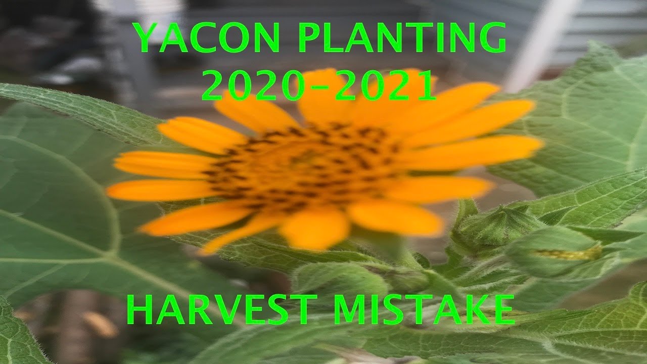 YACON BIG MISTAKE HARVEST TIME  2020 2021