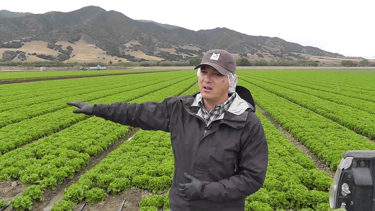 Live from the Fields: Rising Insect Pressure. Salinas, CA