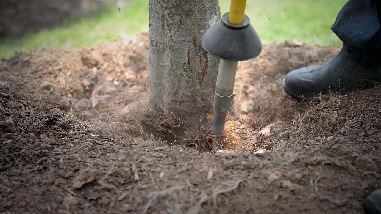 How to Excavate a Root Collar and Remove a Mulch Volcano
