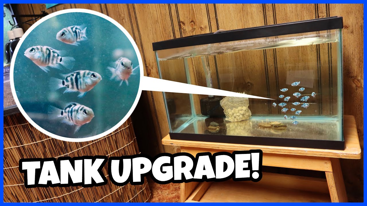 Baby Hybrid Fish Get A New Tank!