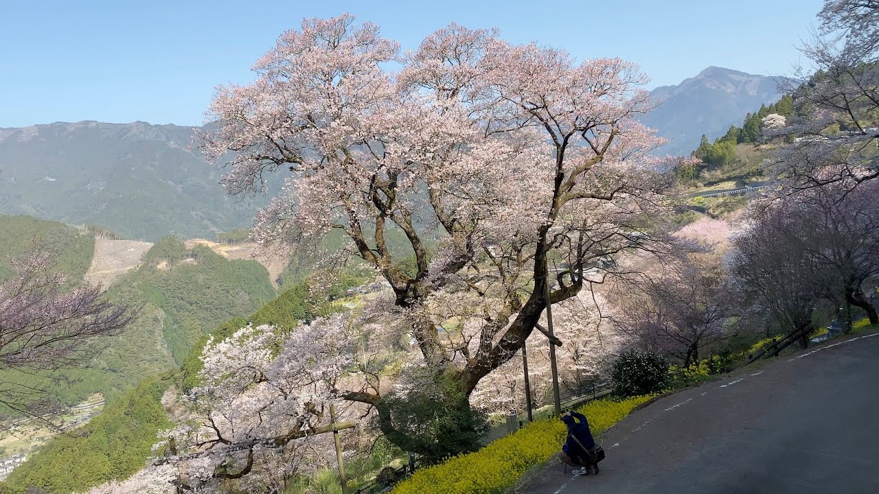 2021/03/18　ひょうたん桜公園の桜　見頃です！　〜高知県仁淀川町〜