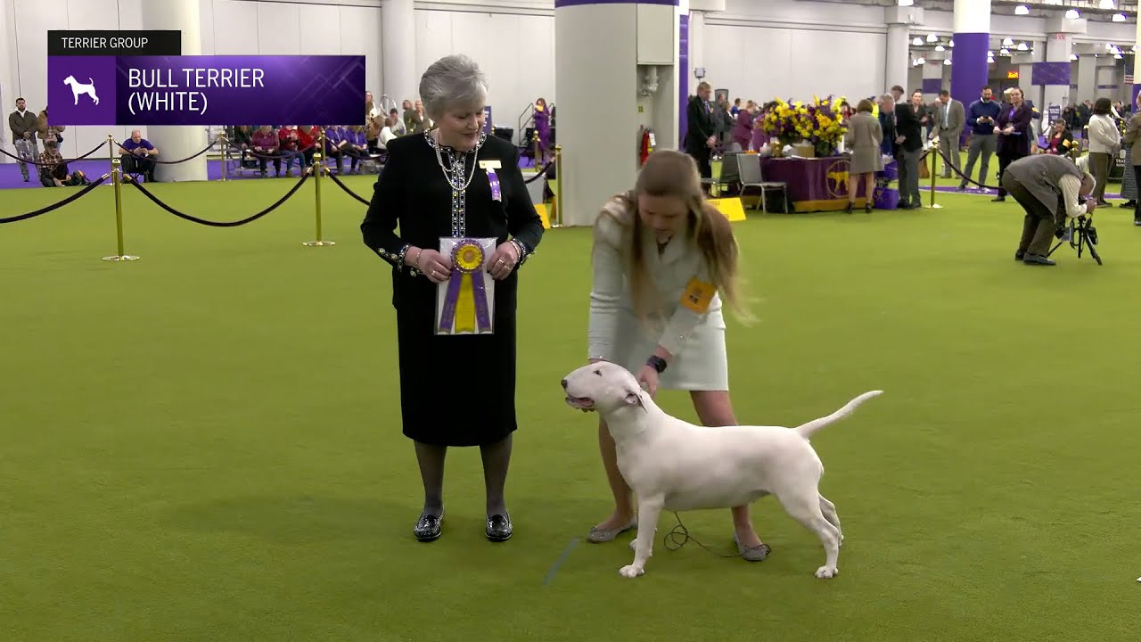 Bull Terriers (White) | Breed Judging 2025