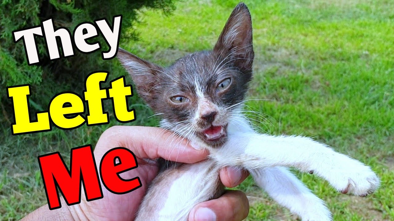 Starving Little Kitten Finds Kind Hearts and a Beautiful New Beginning 🐱💖🐾