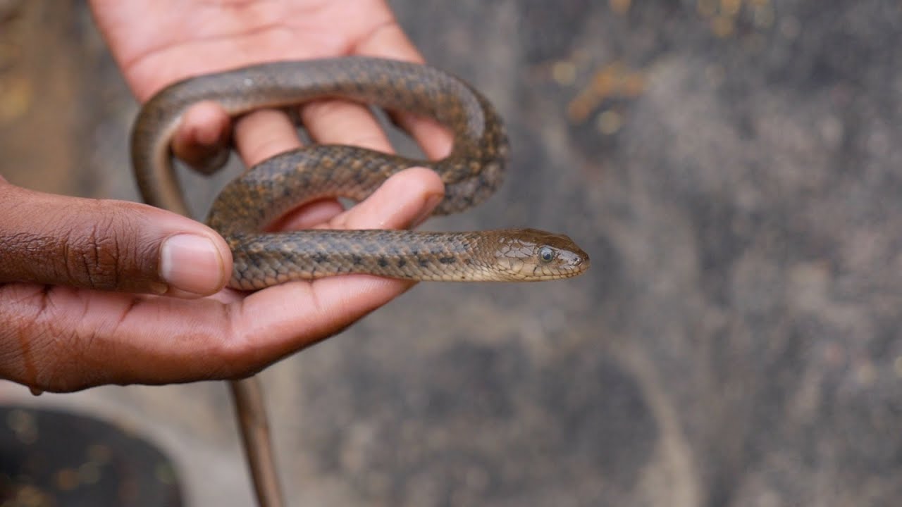 Asiatic Water Snake Rescue: Checkered Keelback Snake (Non Venomous)