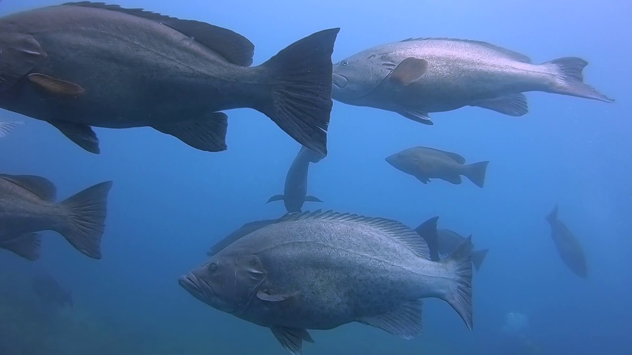 RESERVA MARINA CABO PALOS-ISLAS HORMIGAS 2020