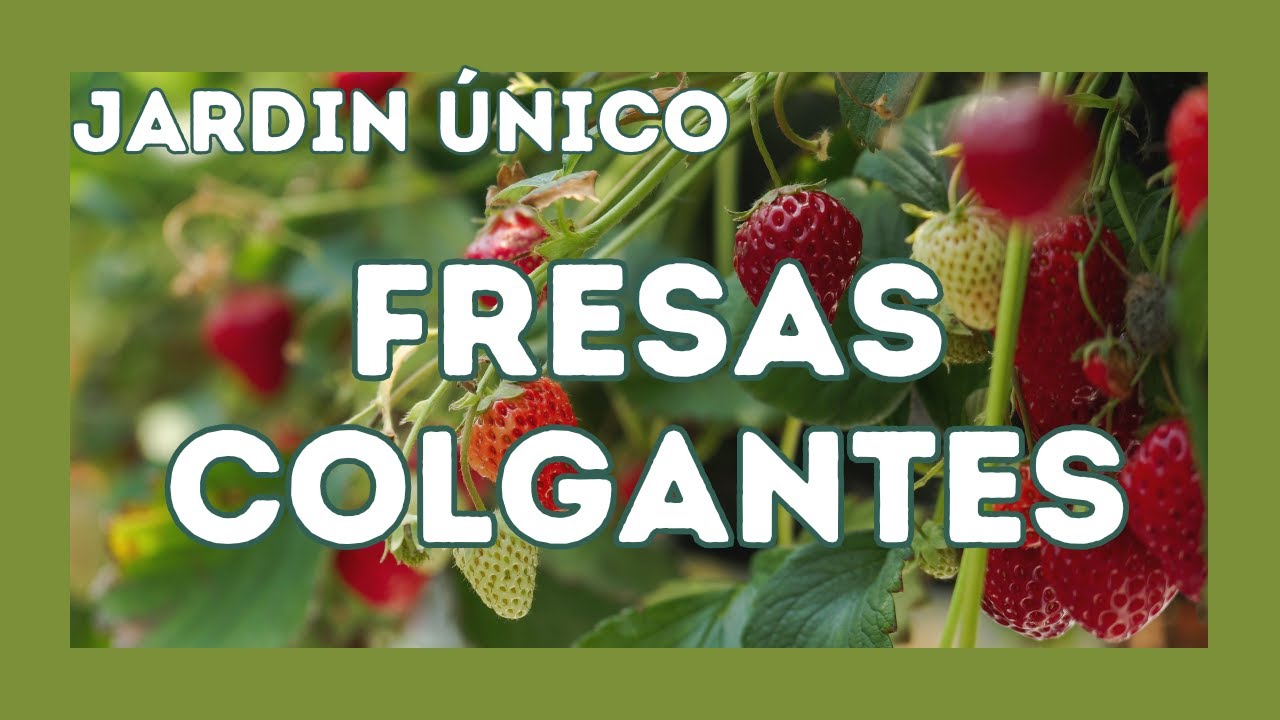 Fresas Colgantes!🍓 Transformando el Fresal en Formatos Únicos 🌱 Mi pequeño paraíso