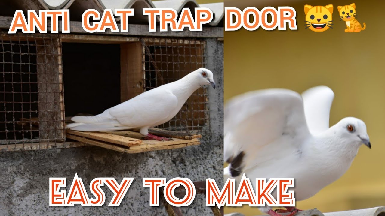 How to make anti cat trap door for pigeons / பூனைக்கே சவால் விடும் புறாக்கூட்டுக் கதவு