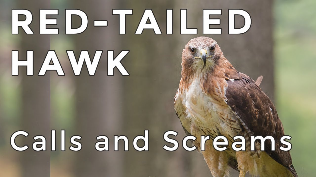 Red-tailed Hawk Calls and Sounds (2025) - Have you heard this raptor before? (ID Guide)