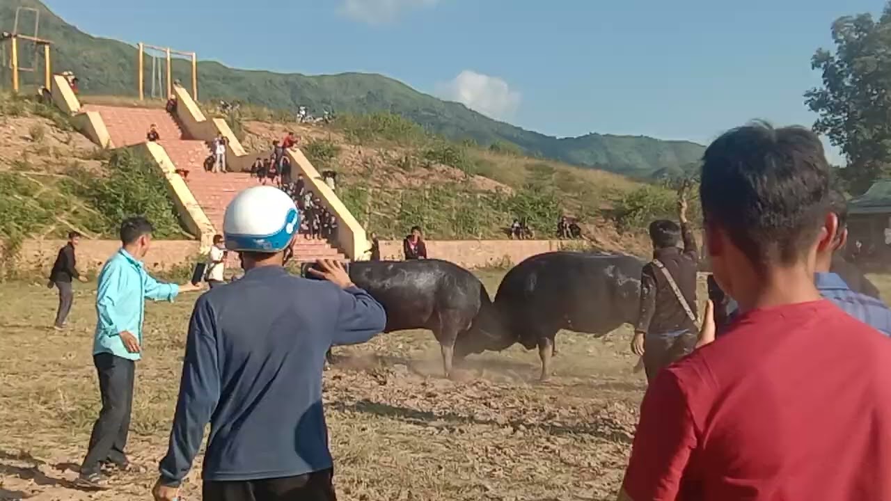Chọi tr&acirc;u si&ecirc;u kinh Nậm pồ trận thử tr&acirc;u phần cuối 