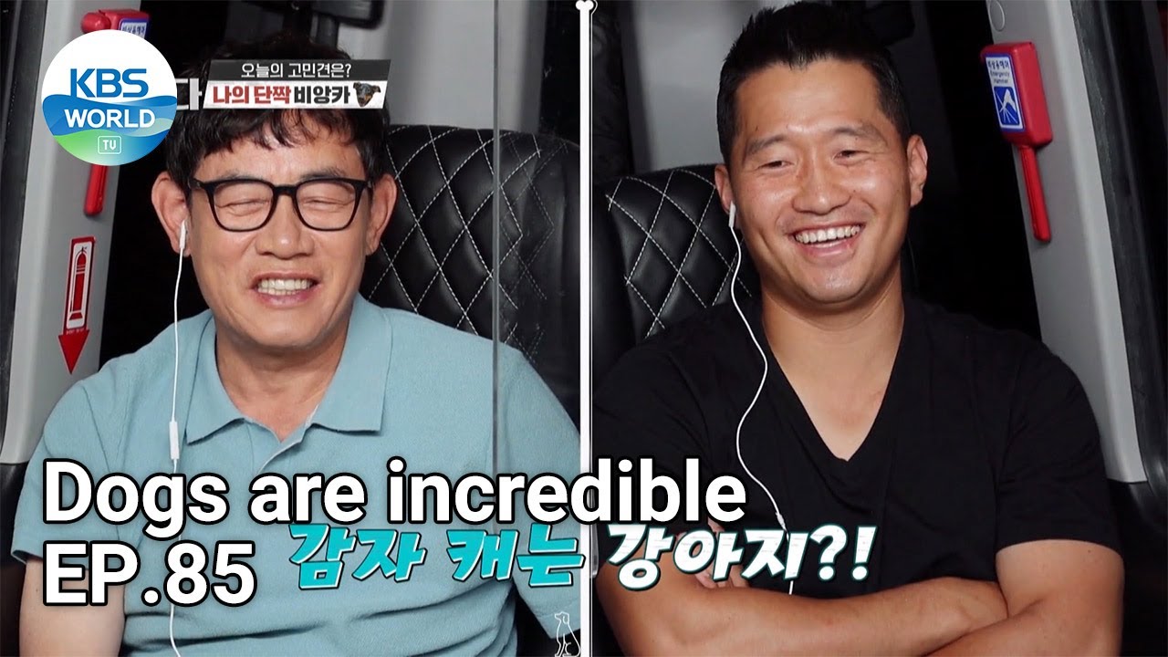 Dogs are incredible EP.85 | KBS WORLD TV 210721
