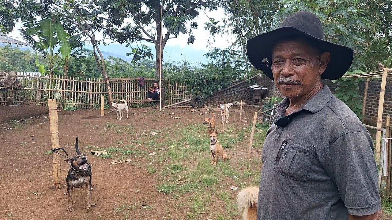 REVIEW ANJING BURU DAN BABI HUTAN JINAK PELIHARAAN PAK HAJI ADE MAJALAYA ‼️ 