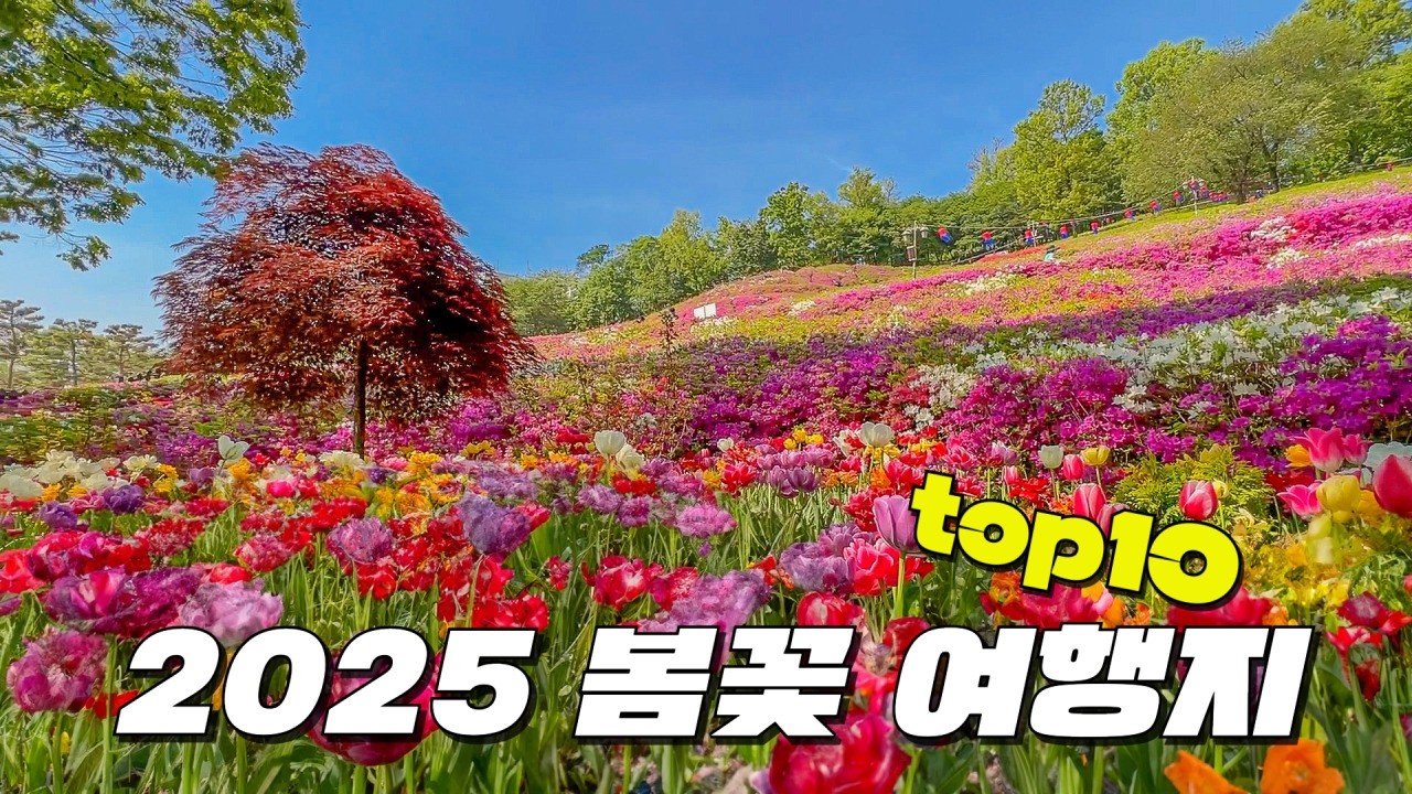 2025년 봄꽃 구경은 여기로 가시면 됩니다. 우리나라에서 가장 아름다운 봄꽃 여행지 Top10만 꼽아서 소개해 드릴게요.