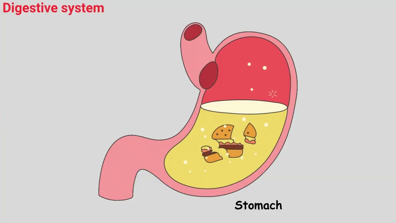Science (EVS)  | Digestive System | Kids Learning