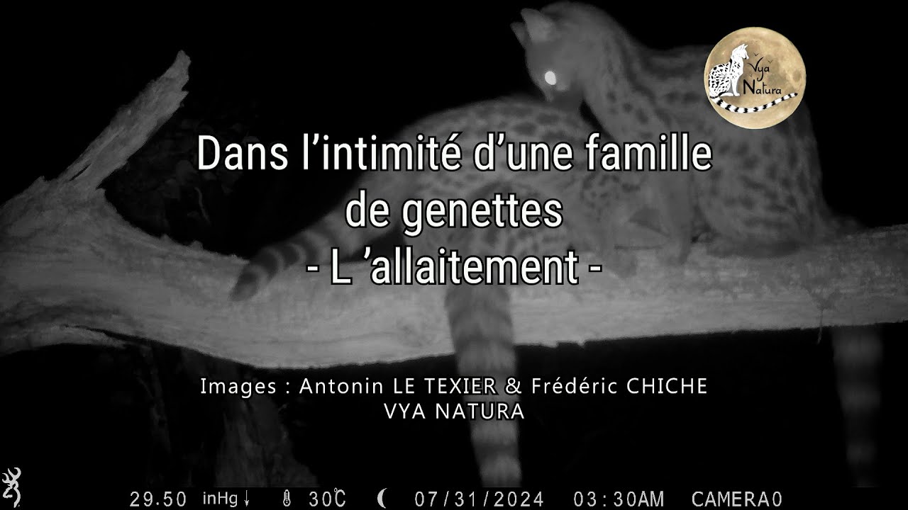 Famille de Genettes _ L'allaitement
