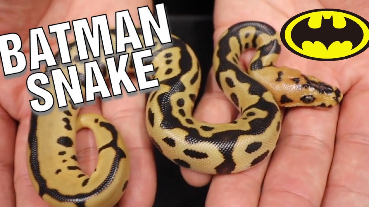 BATMAN BALL PYTHON CLUTCH AND MORE HATCHLINGS
