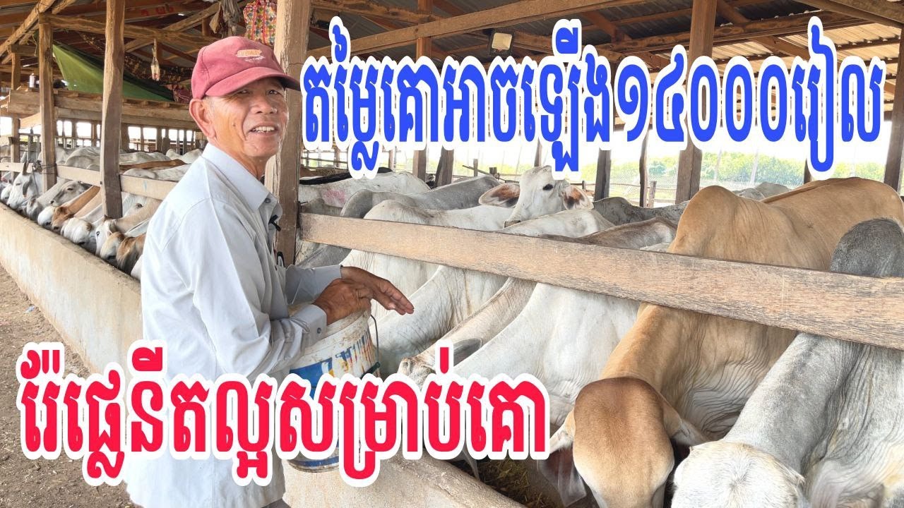 តម្លៃគោអាចនឹងឡើង១៤០០០រៀលវិញ / ប្រើរ៉ែផ្លេនីល្អសម្រាប់គោ