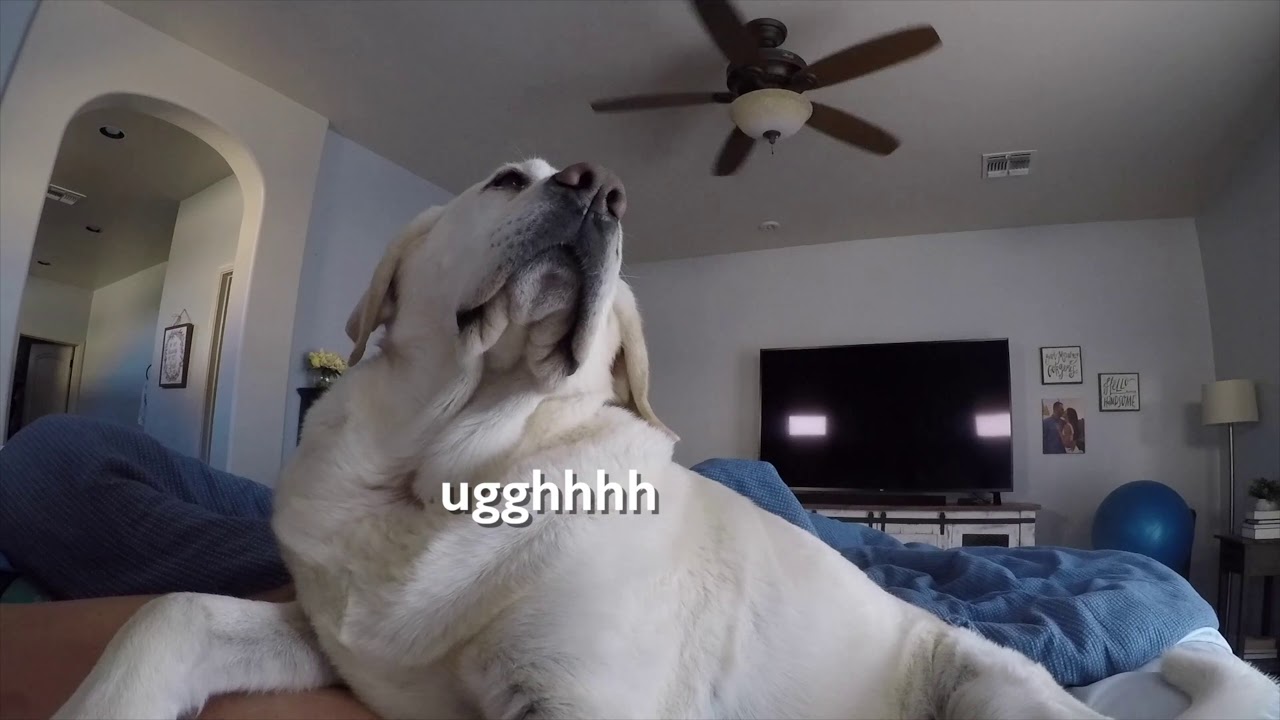 How My Dog Chief Wakes Me Up In The Morning!