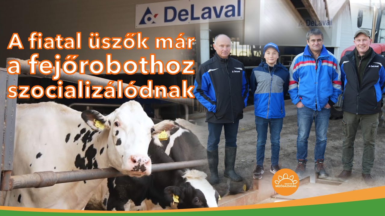 Be se kell szoktatni, a fiatal üszők már a fejőrobothoz szocializálódnak | DeLaval robot Lajosmizsén