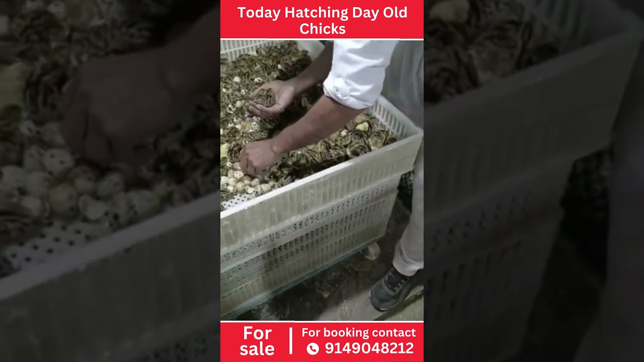 Today Hatching Day Old Chicks |  Bater | Quail Bater