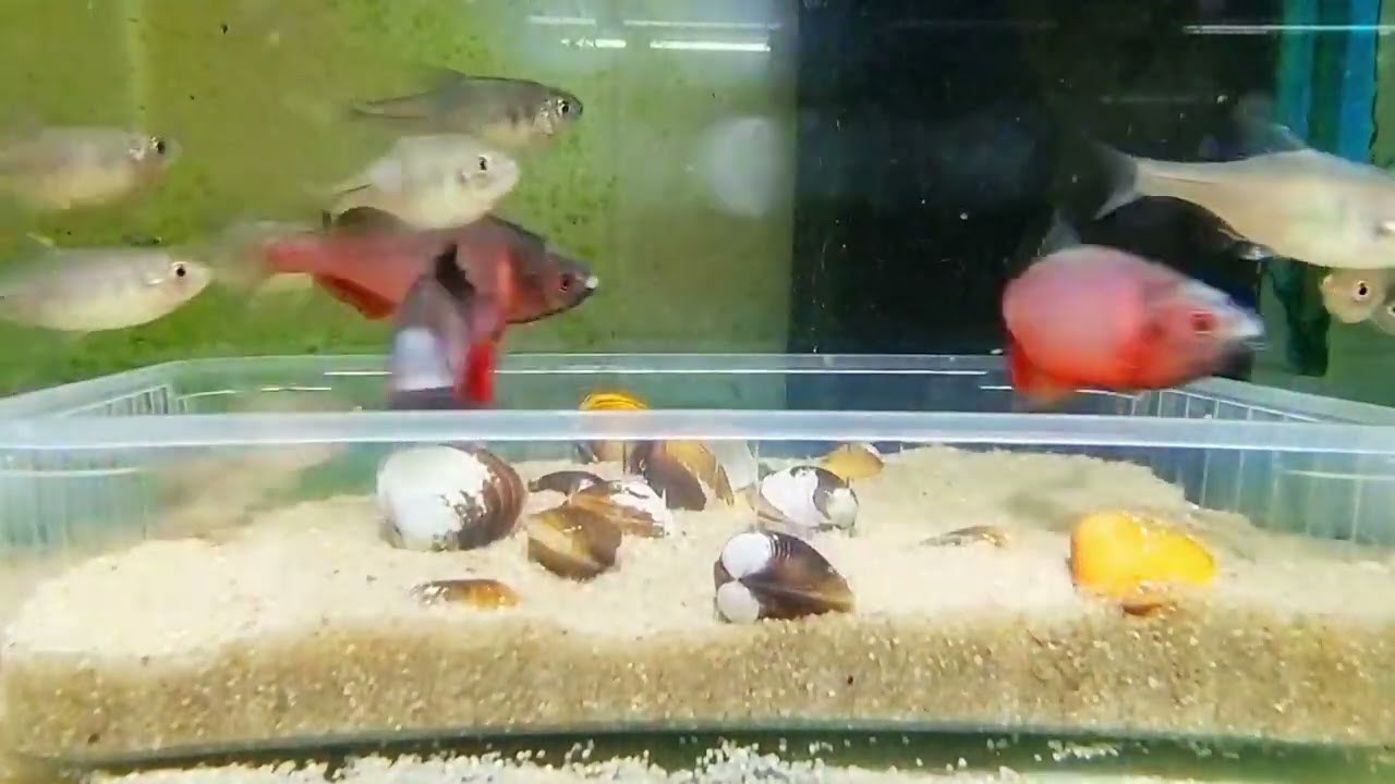 Sinorhodeus microlepis - Chinese Bitterlings Barb