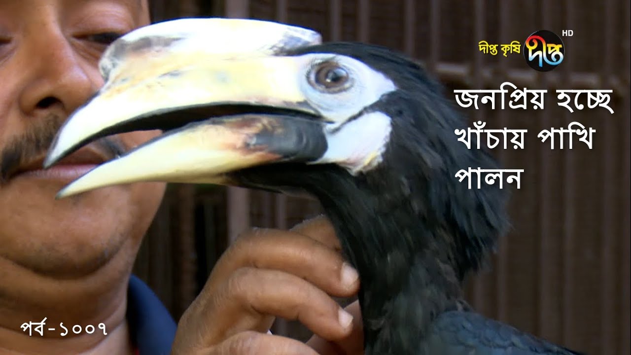 Deepto Krishi/দীপ্ত কৃষি- জনপ্রিয় হচ্ছে খাঁচায় পাখি পালন | ঢাকা | deepto tv | Dhaka