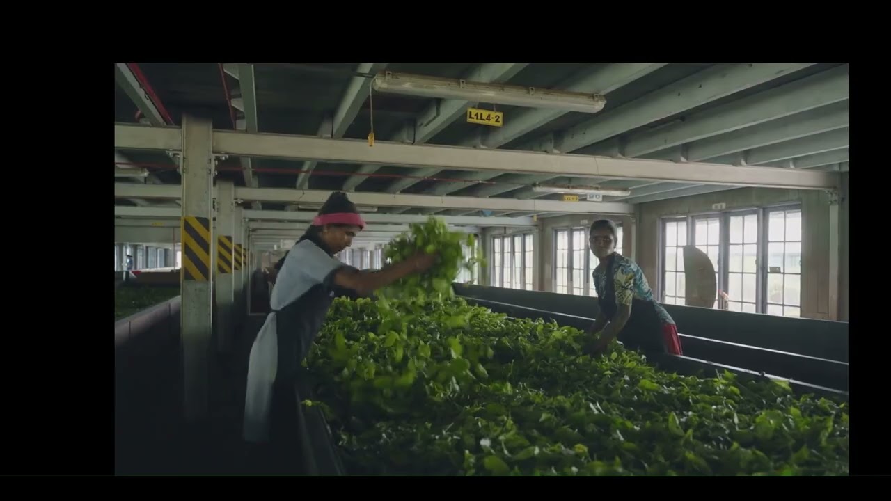 Understand the value chain  - Example:  Tea industry