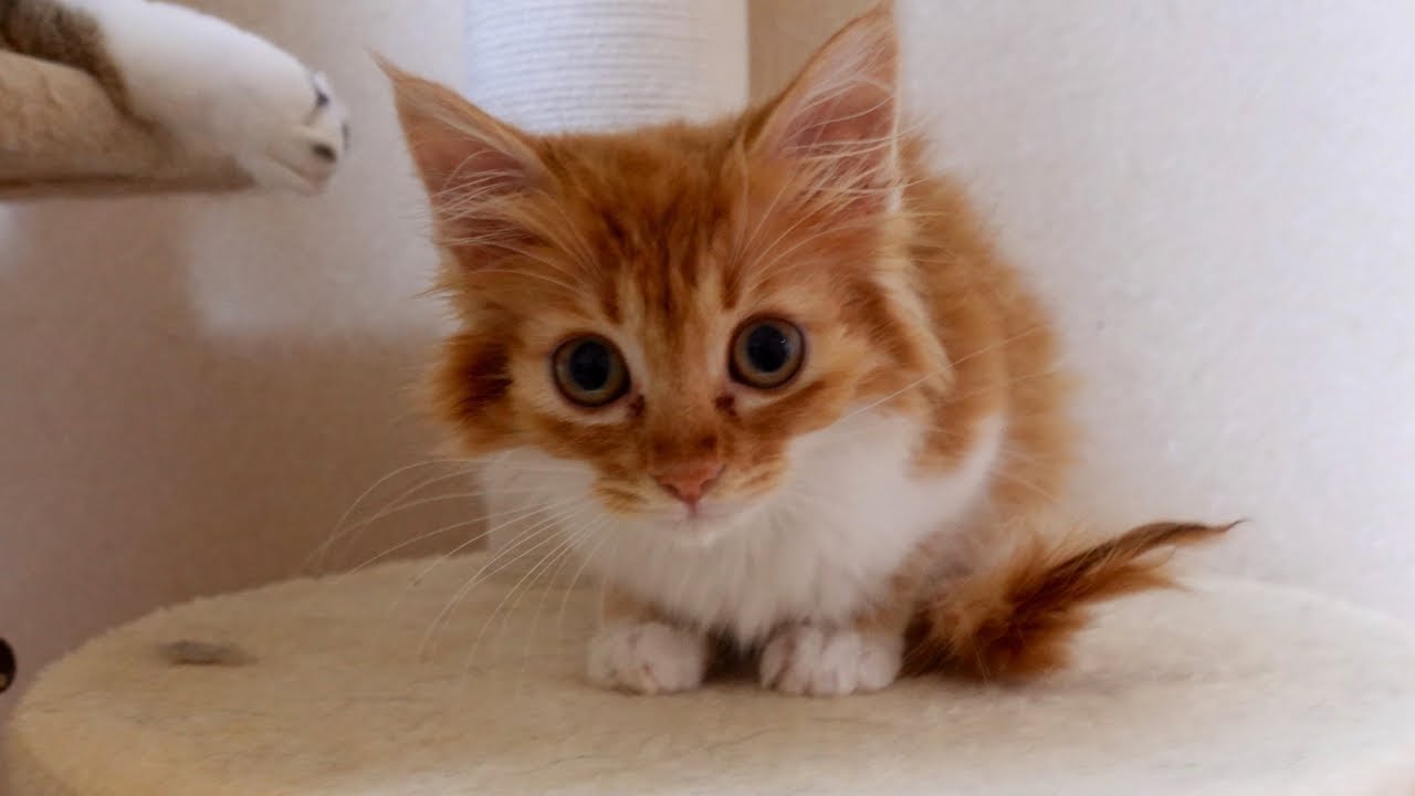 カワイイ子猫のシャンプー