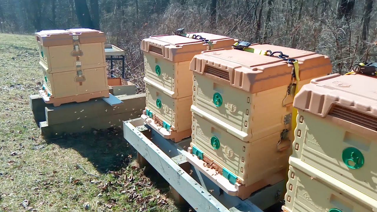 Apimaye Plastic Insulated Honeybee Hives - Overwintering Update by One Million Bees
