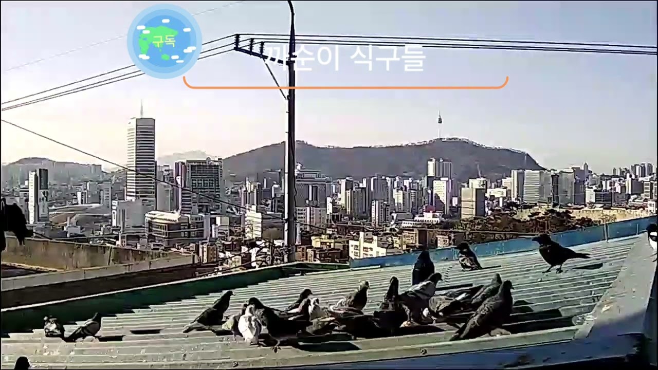 귀여운까순이#까순이식구들모임#까치#까마귀#비둘기#참새#낙산