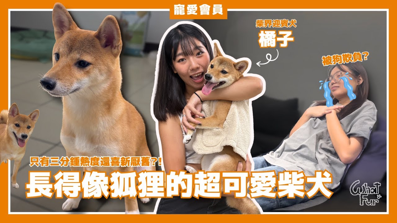 長得像狐狸的超可愛柴犬！看到鏡頭竟然害羞到行為反常？！【寵愛會員 EP.2】｜WhatFur什麼毛