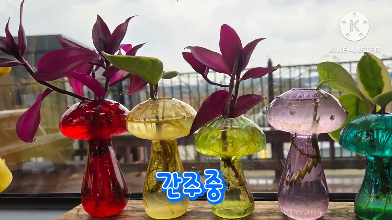 꼬마인형Ak(최진희)하모연주(최영자)