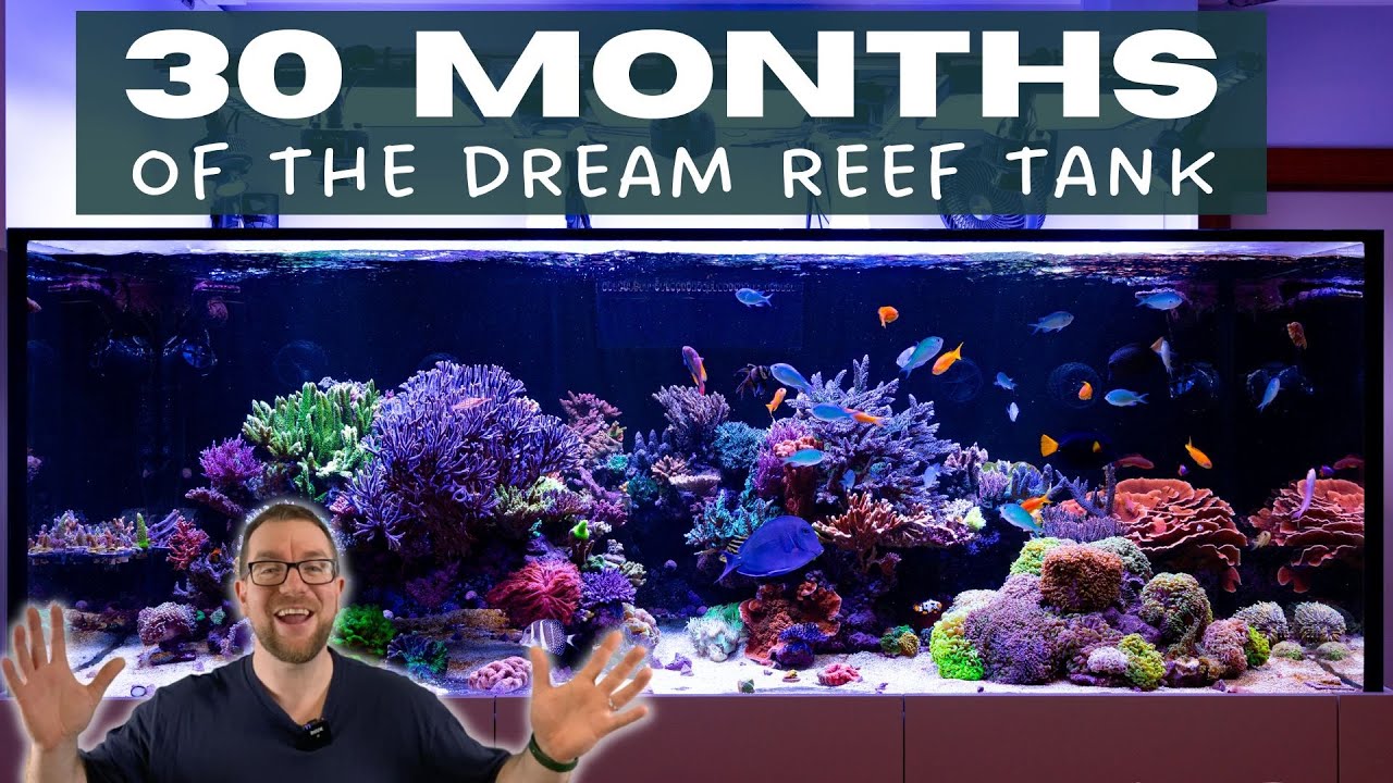 Обзор и 30-месячные новости о Dream Reef Tank