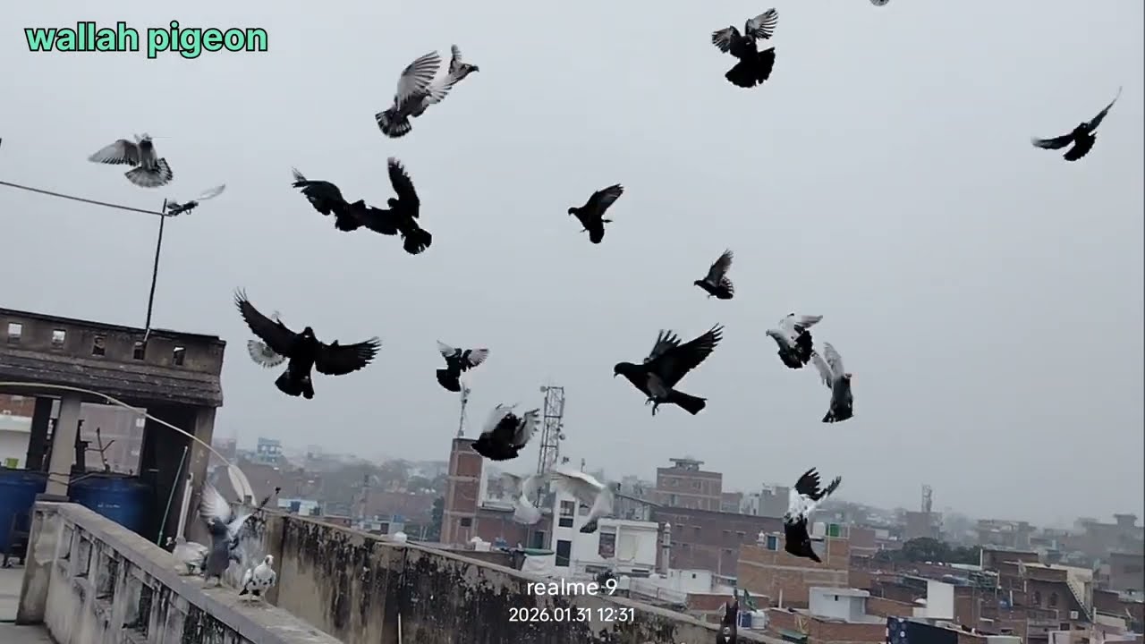 Gola kabutars Ki ladai ll Gola kabutars Baji ll Kanpur ki kabutars ladai 🔥🕊️