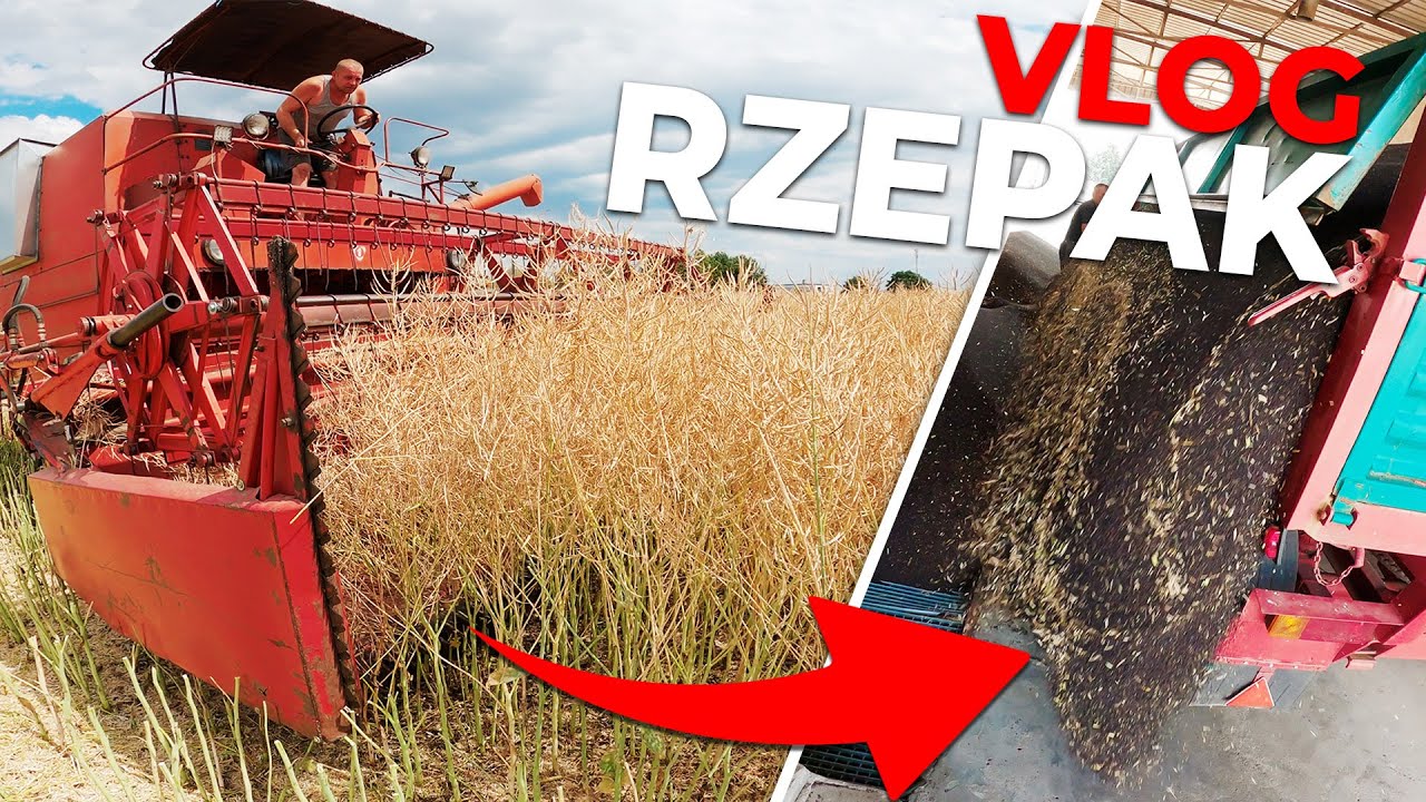 CZARNE ZŁOTO na KUJAWACH - Żniwa 2023 z BIZON Z056 | AWARIA!? | (VLOG 2023 #1)