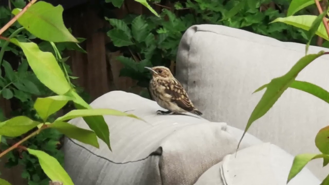 nest flycatchers