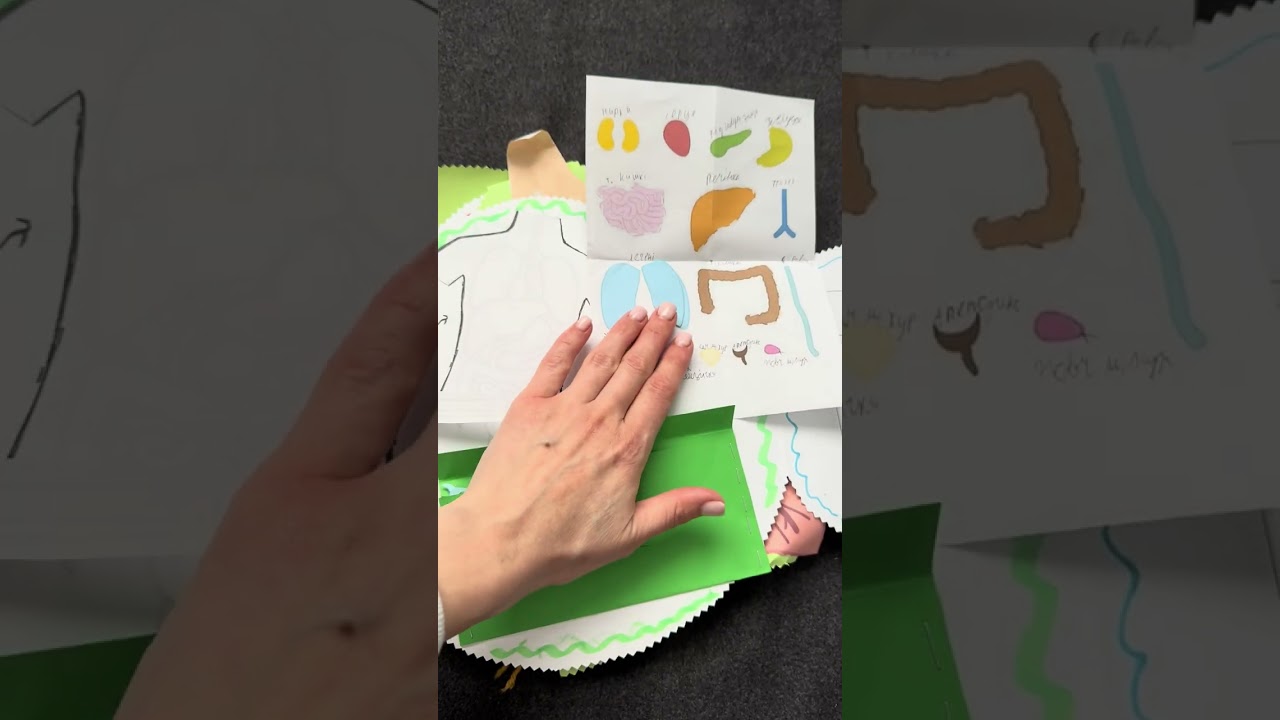 Лепбук «Тіло людини»