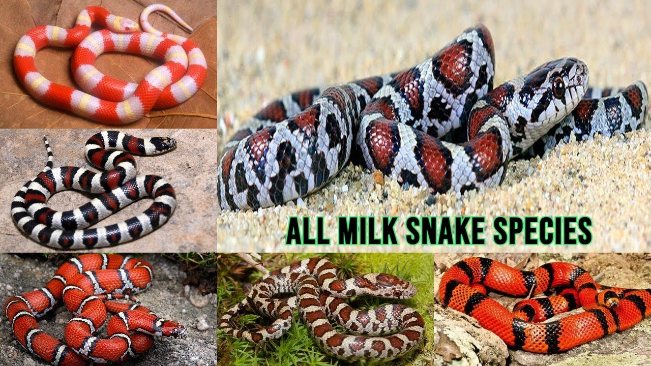 All Milk Snake Species/complete list of milk snakes