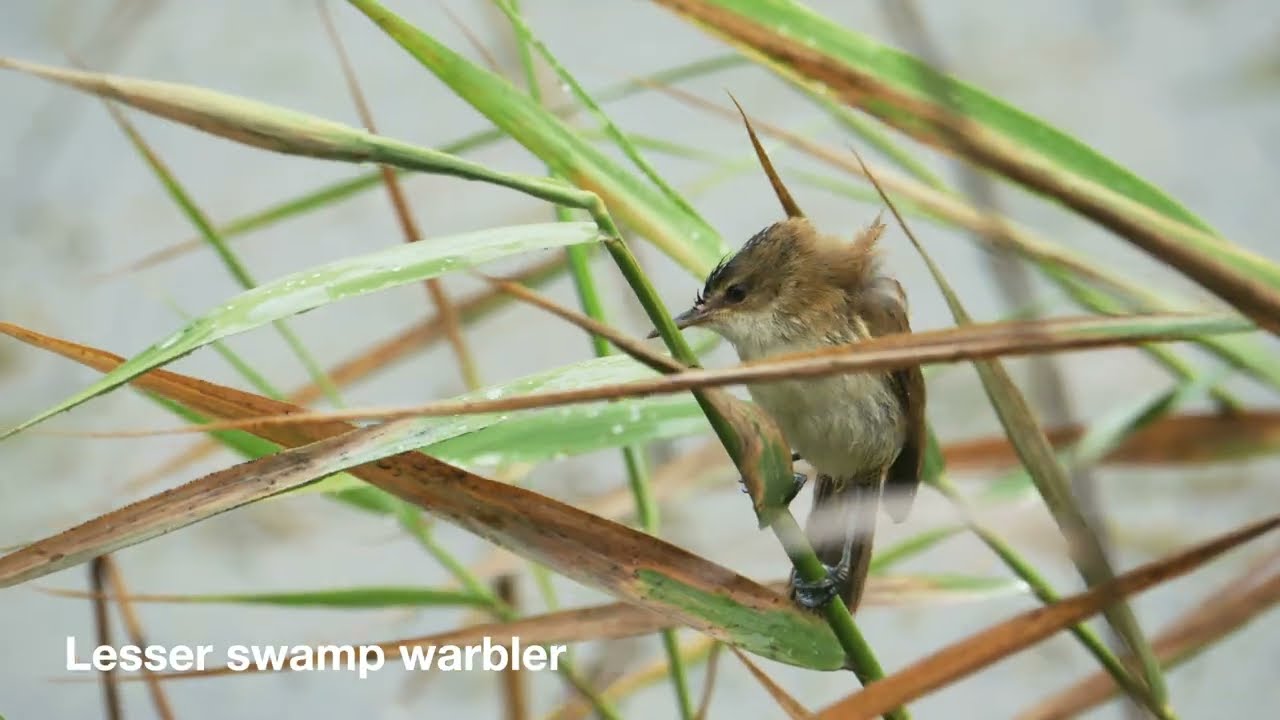 Birds of Wilderness (Part 1) | Malachite Bird Hide | South Africa | January 2026 | Nature Sounds