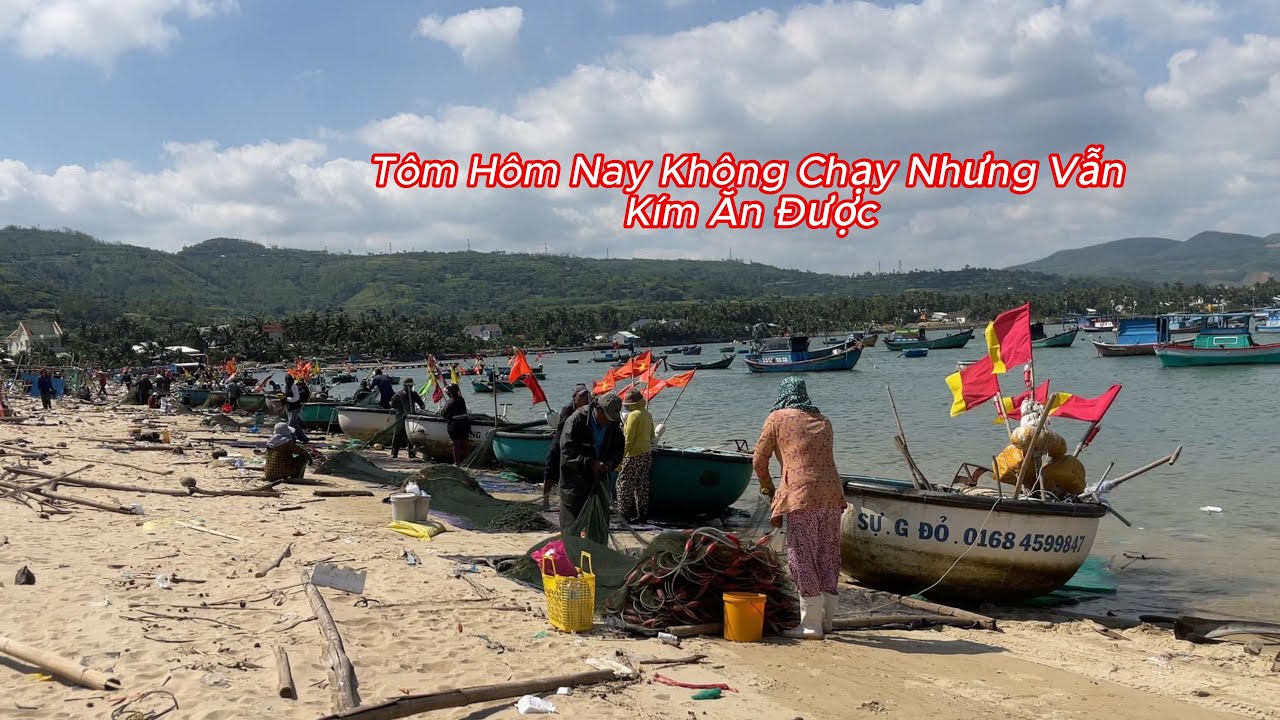 [367] Nghề Đánh Bắt Tôm Hùm Giống Của Bà Con Vịnh Xuân Đài