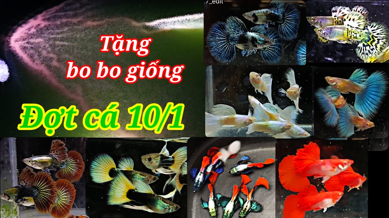 Guppy cá 7 màu #465: Nhiều combo cần dọn hồ gấp, tặng bo bo giống cho ace trải nghiệm 