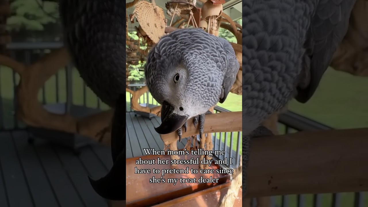 Poor mom 🫢 #parrots #bird #birdslover #africangrey #birdmom