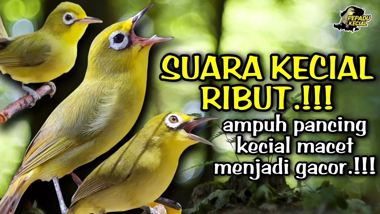 Suara Kecial Kuning Ribut‼️Ampuh Untuk Pancing Kecial Kuning Macet Menjadi GACOR‼️| PEPADU KECIAL