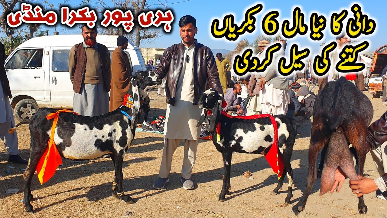 Dani Ki 6 Bakriyan Sale Haripur Bakra Mandi Latest Update 9 January 2025