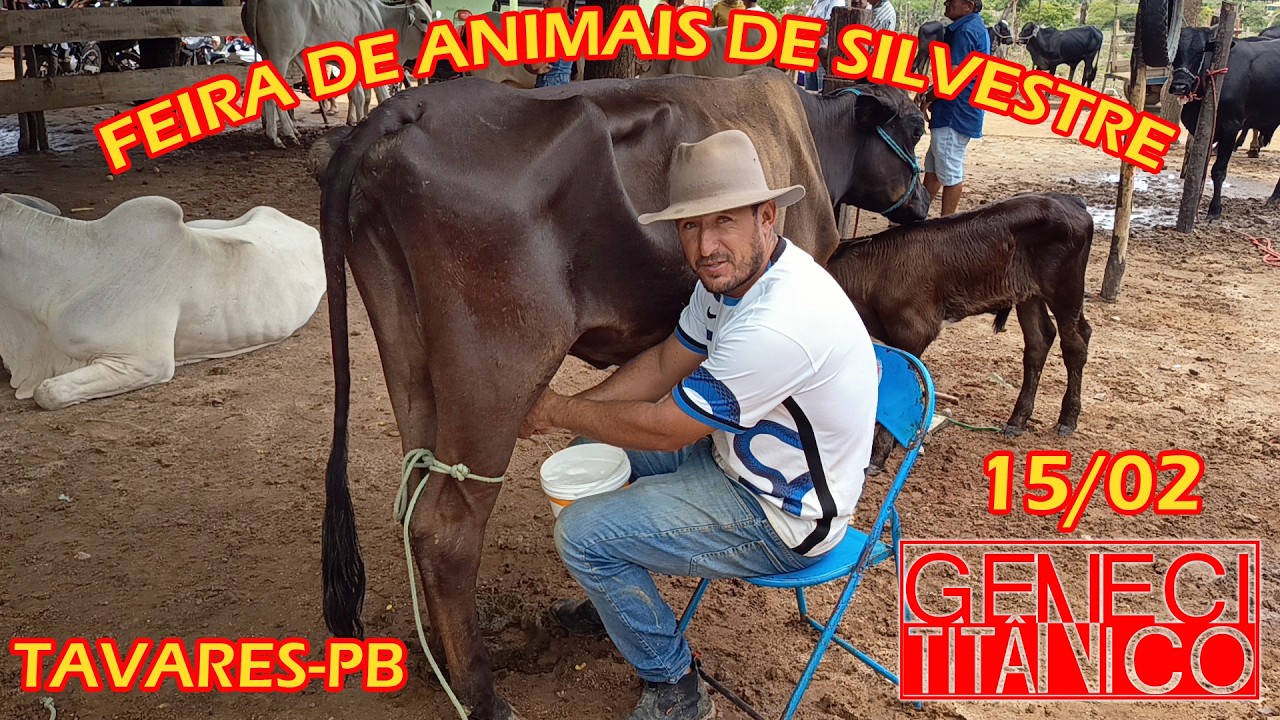 Feira de animais de Silvestre, Tavares-PB (15/02/26)