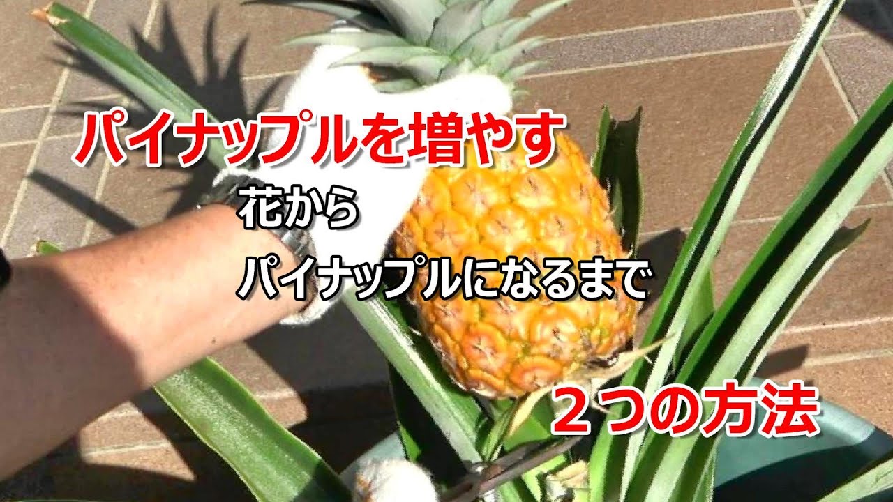 パイナップルを増やす２つの方法（再生栽培）・花からパイナップルになるまで　How to increase pineapple  There are two