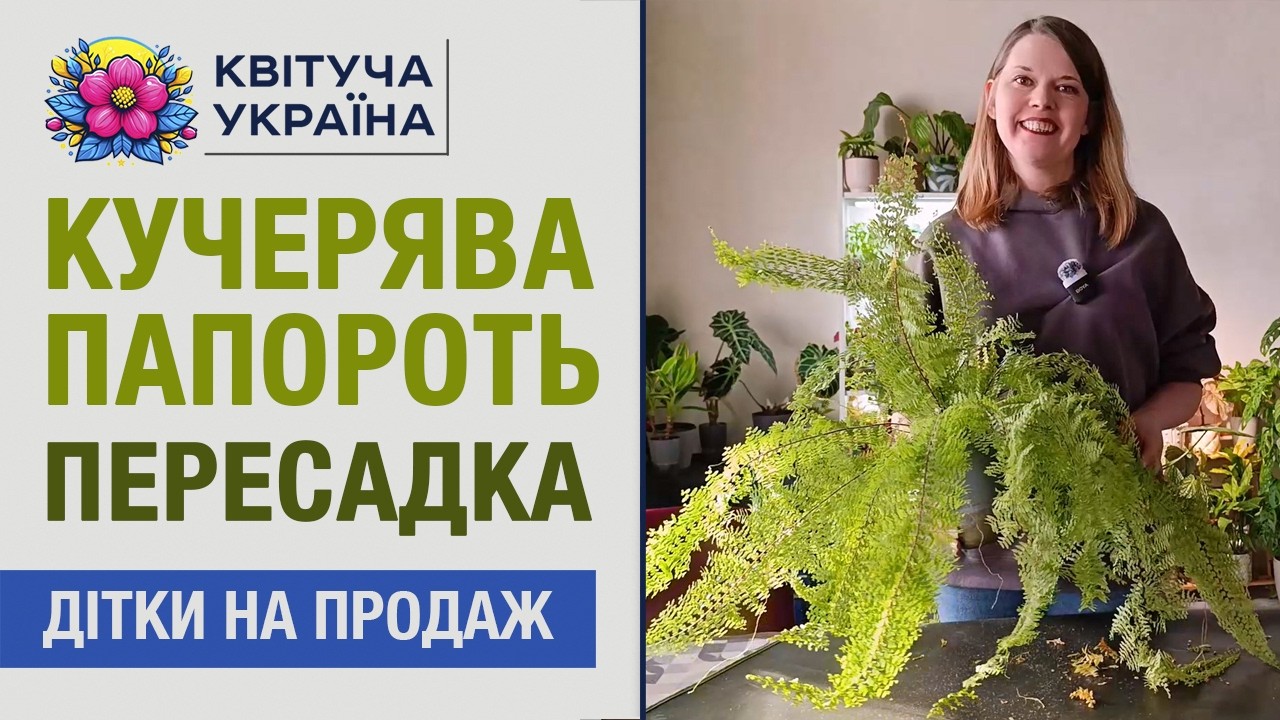 ПАПОРОТЬ НЕФРОЛЕПІС 🪴 ПЕРЕСАДКА 🪴 ДІТКИ НА ПРОДАЖ