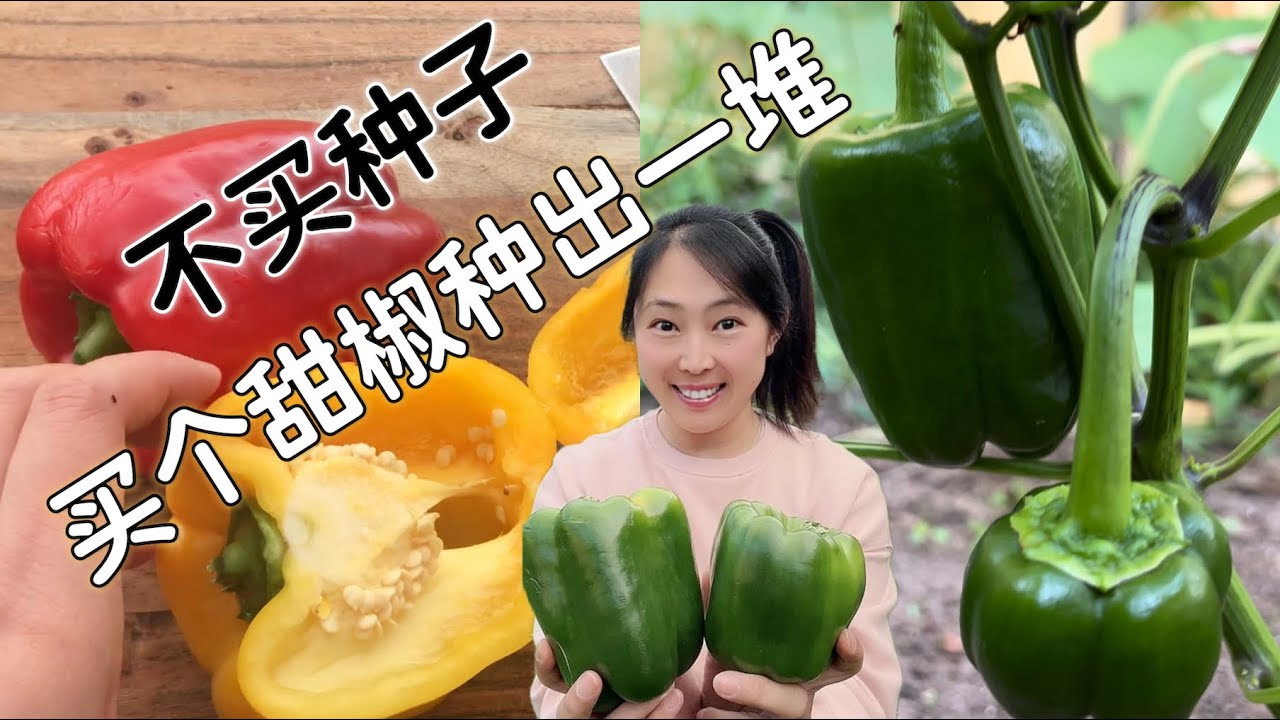 【种植90】不买种子，买个甜椒回家吃完种出一大堆甜椒/青椒，再吃三个月