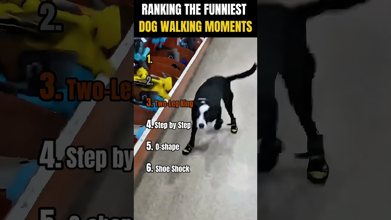 RANKING THE FUNNIEST DOG WALKING MOMENTS! 🐶🚶‍♂️