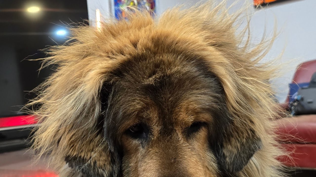 Monday Dog Treat Hangout