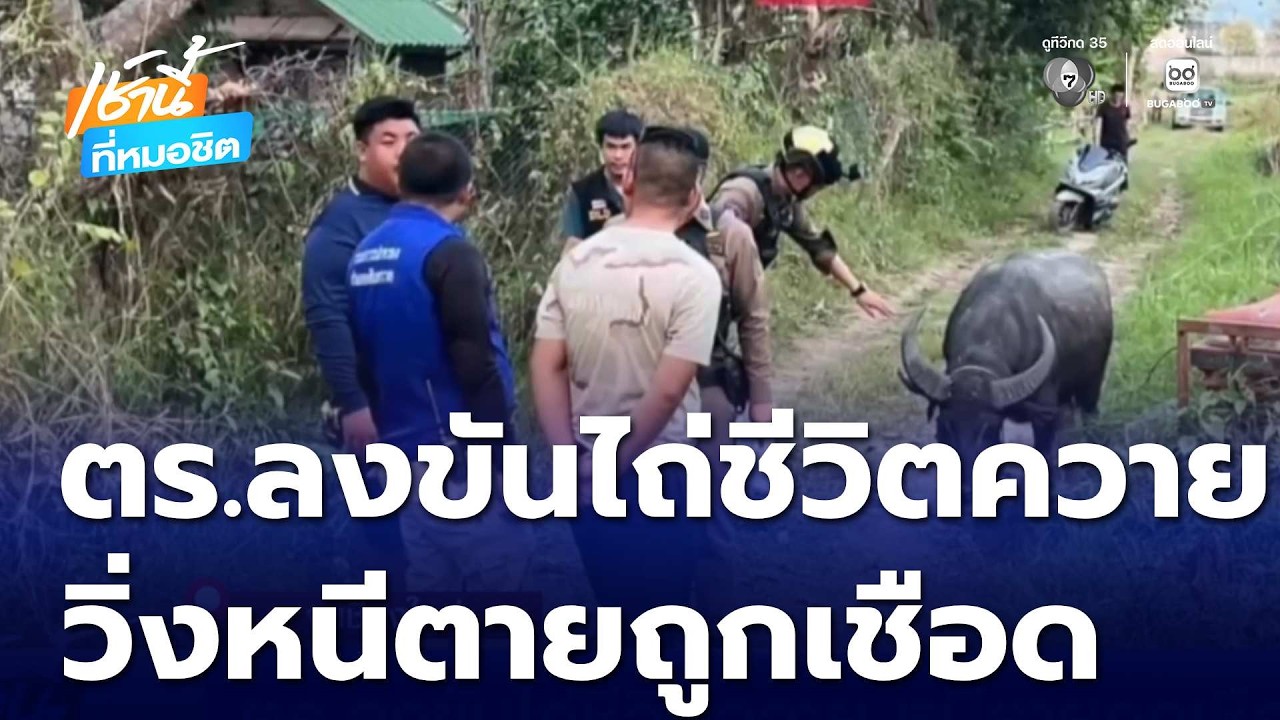 ตร.ลงขันไถ่ชีวิตควาย หนีตายถูกเชือด | เช้านี้ที่หมอชิต